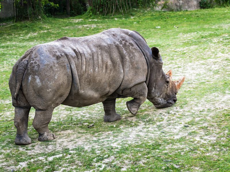 迪士尼動物王國