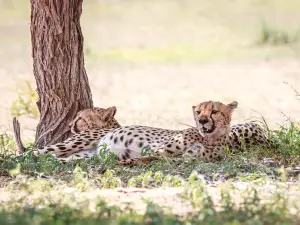 Kgalagadi Transfrontier Park