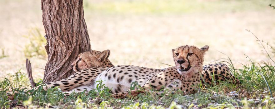 Kgalagadi Transfrontier Park