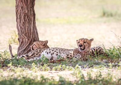 Kgalagadi