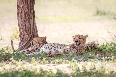 Kgalagadi