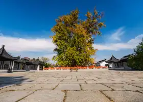 Gingko Ancient Plum Tree Park