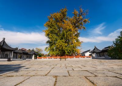 Gingko Ancient Plum Tree Park