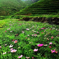 野望味道梯田全景餐厅 User Photo