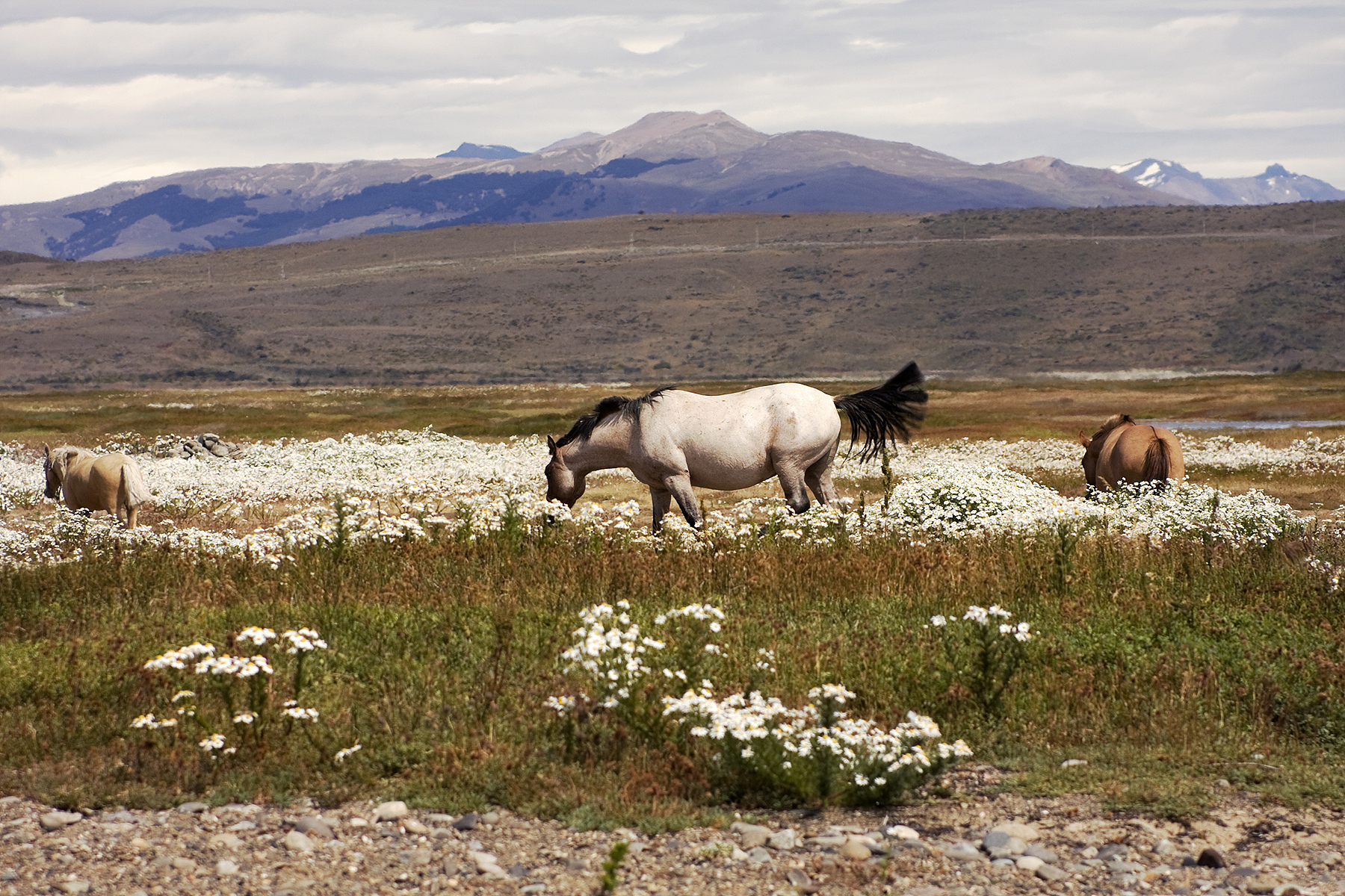 Buenos Aires to El Calafate flight time & Schedules