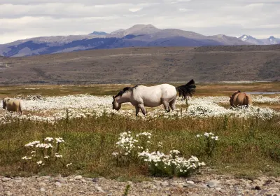 El Calafate