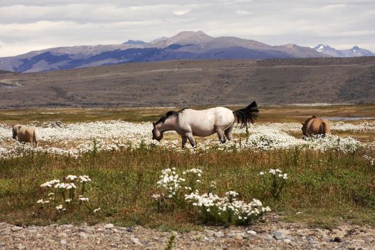 el-calafate