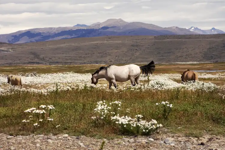 El Calafate