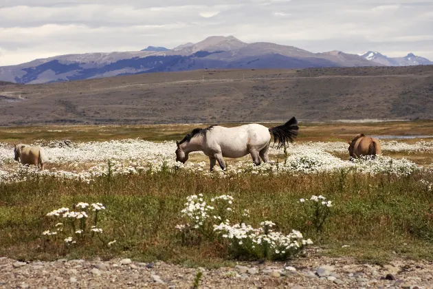 Hotels in El Calafate