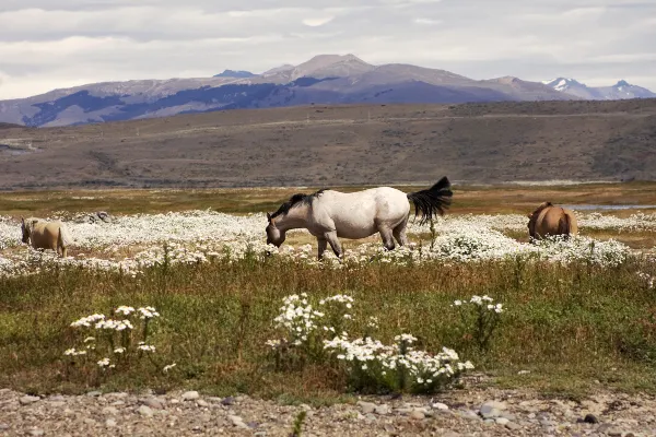 Flights to El Calafate