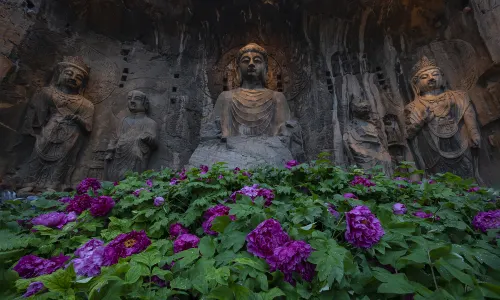 Luoyang Peony Viewing