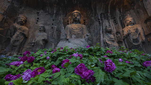 Peony Viewing in Luoyang