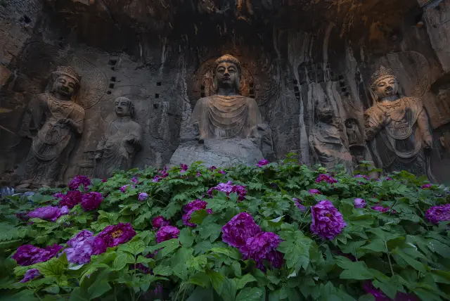 Peony Viewing in Luoyang