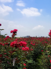 Liantang Rose Garden
