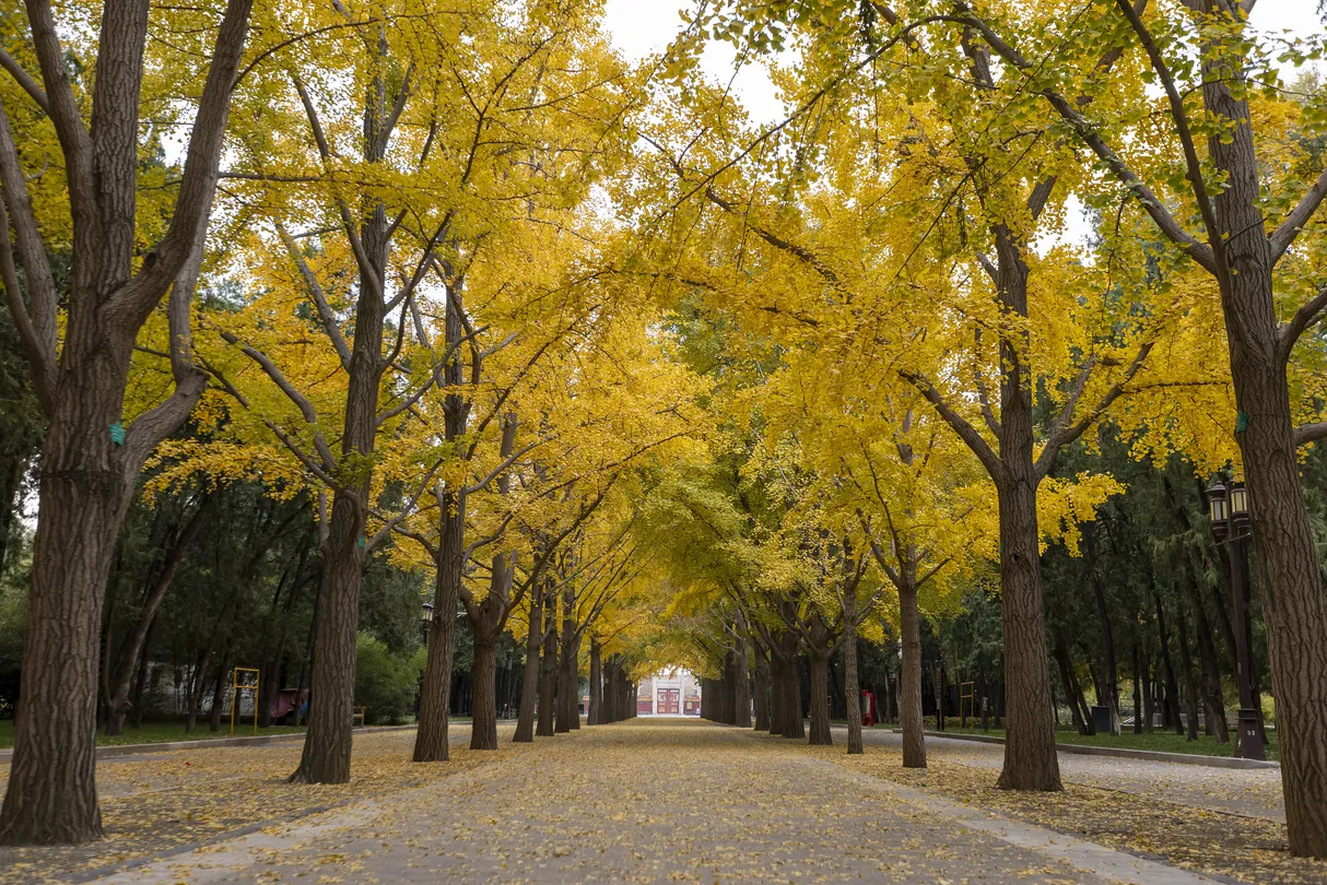 3_地壇公園銀杏大道