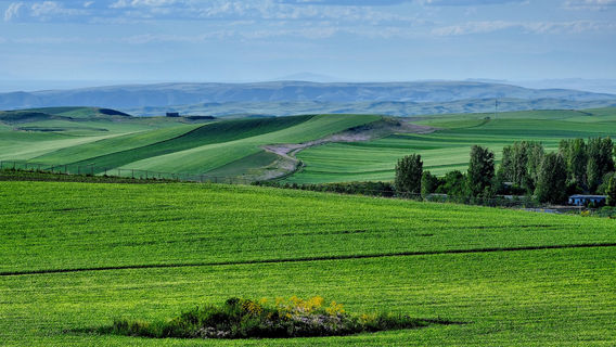 Tuerjialiao Grassland