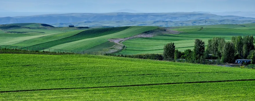 Tuerjialiao Grassland