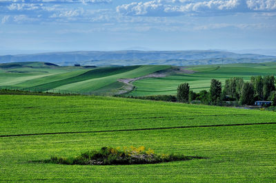 Tuerjialiao Grassland