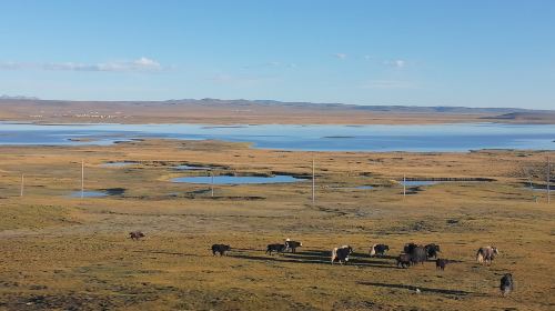 Qiangtang Grassland