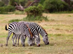 Amboseli National Park