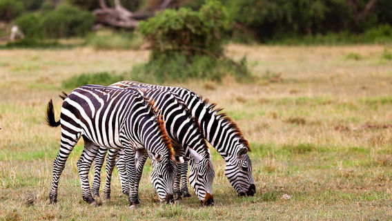 Parc national d'Amboseli