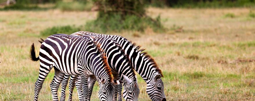 Amboseli National Park