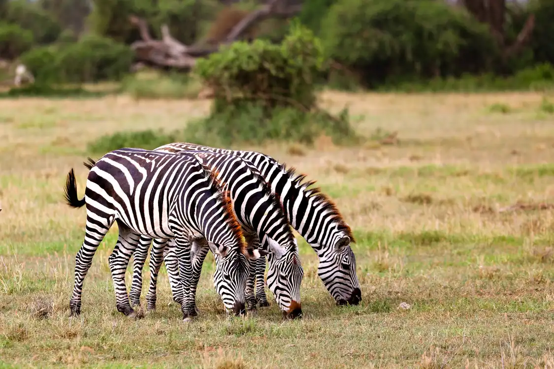 Hotel dekat Amboseli National Park