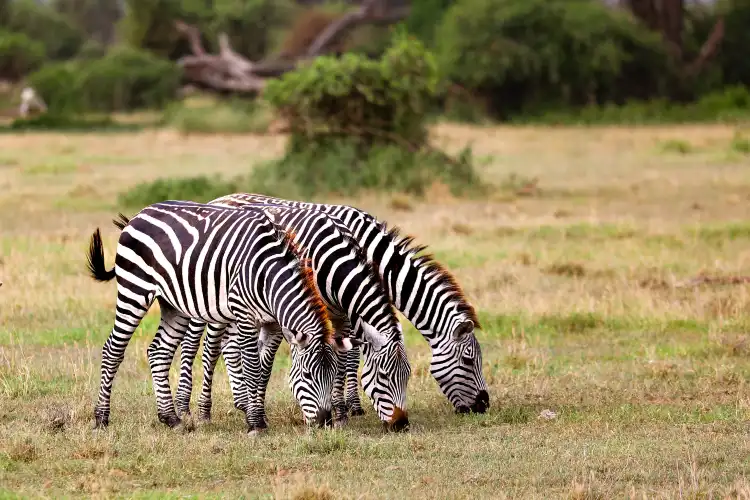 Hotel di Amboseli