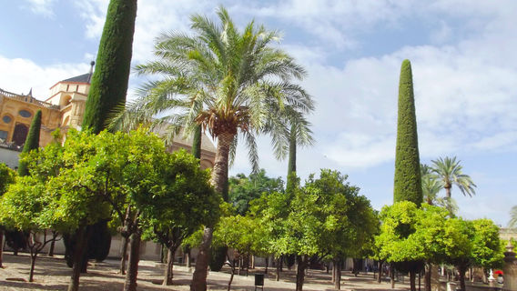 Patio De Los Naranjos