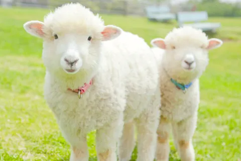 ฟาร์มแม่