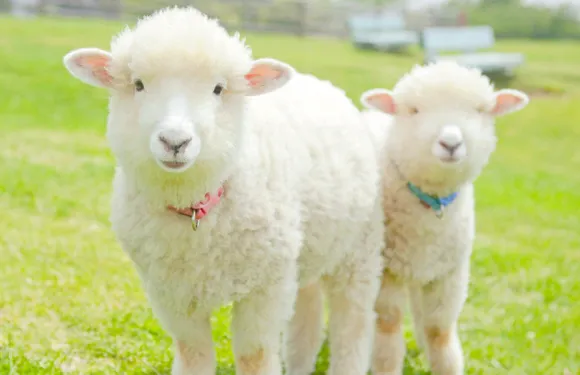 媽媽牧場門票小童