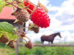 Green Mountain Orchards Inc