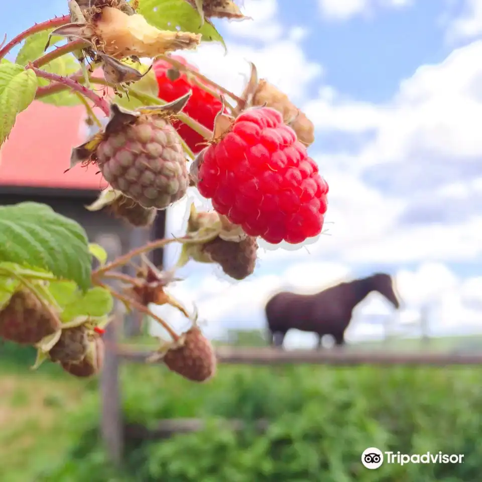 1_Green Mountain Orchards Inc