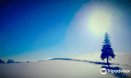 Lone Christmas tree