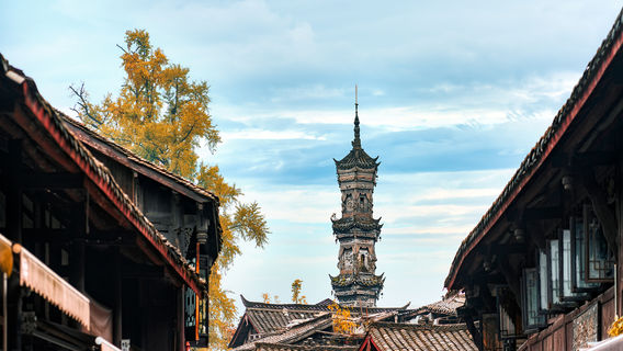 Ginkgo Viewing in Chongzhou