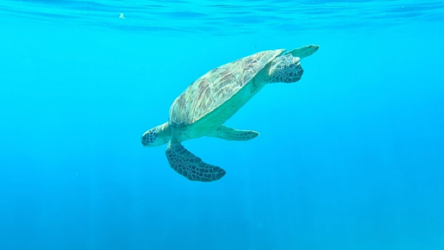Bask Nest underwater sculptures