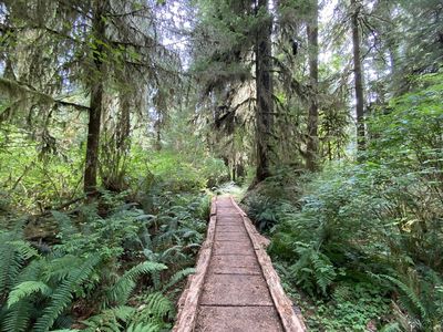 Bogachiel Rain Forest River Trailhead