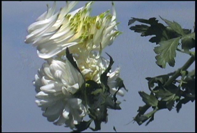 路易絲·野口：1986-2000精選作品展 | 安大略省美術館