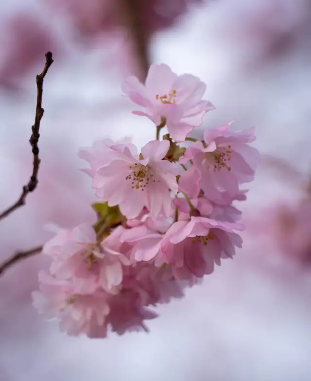 Cherry Blossom Viewing in Hamburg