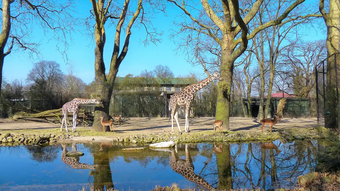 Hotels near Hagenbeck Zoo