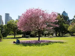 Fioriture Primaverili a Queensland: le opzioni più popolari