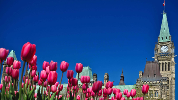 Ottawa's  Canadian Tulip Festival