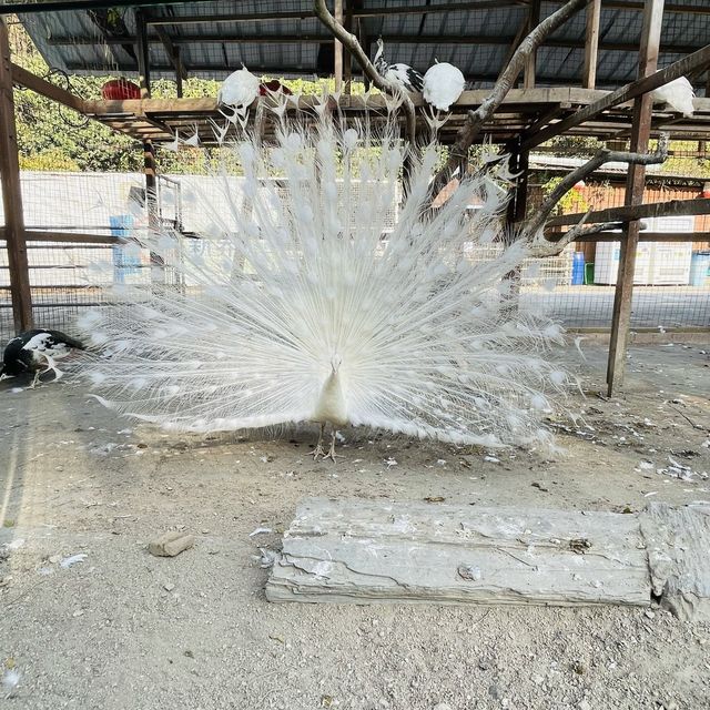 大棠有機生態園|真係有啲舊,但小朋友玩得開心嘅 大棠有機生態園|真係有啲舊,但小朋友玩得開心嘅