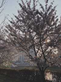 꽃놀이는 안산 호수공원