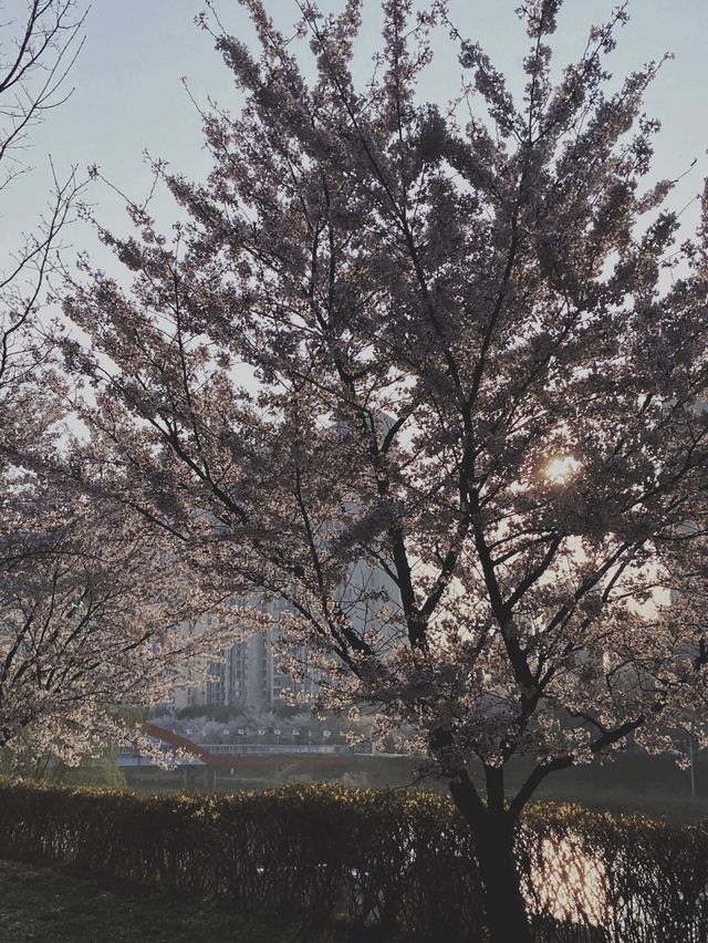 꽃놀이는 안산 호수공원