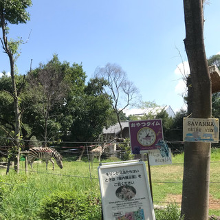 สวนสัตว์เทนโนจิในโอซาก้า🦫🦓🦁🐯🐧
สวนสัตว์เทนโนจิตั้งอยู่ในโอซาก้า ค่าเข้าชม 500 เยน! เยี่ยมมากที่ Osaka Amazing Pass อนุญาตให้เข้าชมฟรี ◡̈ เหตุผลหลักที่ฉันใส่ไว้ในแผนการเดินทางก็เพราะบัตรผ่านนี่แหละ!
ส่วนตัวแล้ว ไม่ค่อยอยากแนะนำที่นี่เท่าไหร่ แต่ความหลากหลายของสัตว์และขนาดของสวนสัตว์ทำให้ที่นี่เป็นสถานที่ที่คนรักสัตว์ไม่ควรพลาด!
ฉันประหลาดใจกับจำนวนสัตว์มาก และมันดีมากจริงๆ แต่อาจเป็นเพราะเป็นช่วงฤดูร้อน ซึ่งฉันก็ไม่รู้เหมือนกันว่าทำไม แต่สัตว์ต่างๆ ดูเฉื่อยชา ผอมแห้ง และทรุดโทรมลง เศร้าใจจริงๆ ㅠㅅㅠ
อยากรู้จังว่าตอนนี้เป็นยังไงบ้าง! (。ŏ_ŏ)
สวนสัตว์กว้างขวาง มีอะไรให้ดูเยอะมาก เหมาะกับการเดินเล่น! แนะนำให้ค่อยๆ ชมวิวไปนะคะ
📍สวนสัตว์เทนโนจิ
📍ที่ตั้ง: 1-108 Chausuyamacho, Tennoji Ward, โอซาก้า, 543-0063, ญี่ปุ่น
📍เวลา: 09:30 - 17:00 น
#TennojiZoo #AtTheZoo #ท่องเที่ยวโอซาก้า #อยู่กับธรรมชาติ
#NextTimeHere #เดินทางปลอดภัย #สวัสดีปีใหม่ #เที่ยวเมือง
