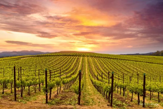 Christmas Traditions in the United States