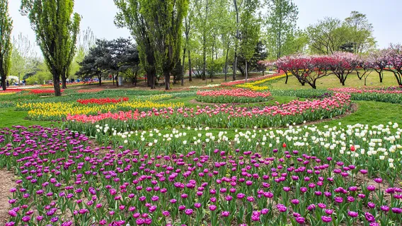 Цветы Цзянлинь