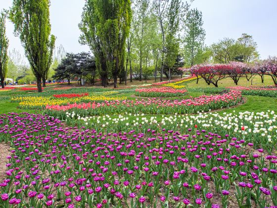 Maple Flower Sea