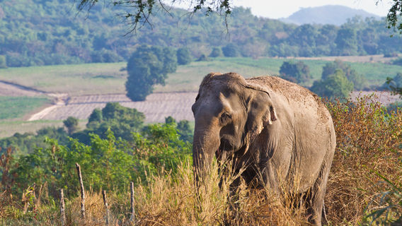 Manikdoh Leopard Rescue Centre